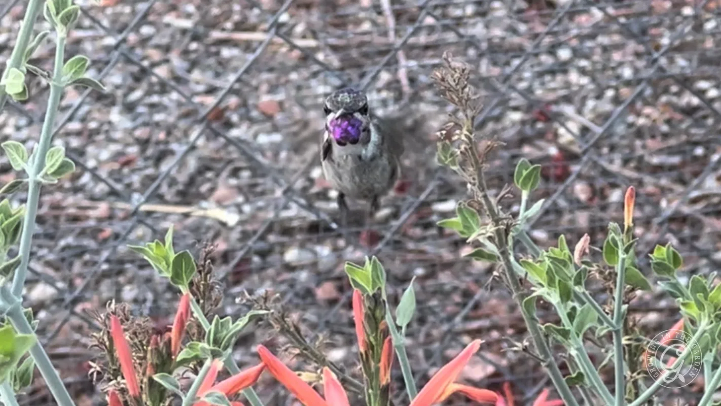 A small young male Costsa’s hummingbird, standing among chuparosa plants and scattered leaves.