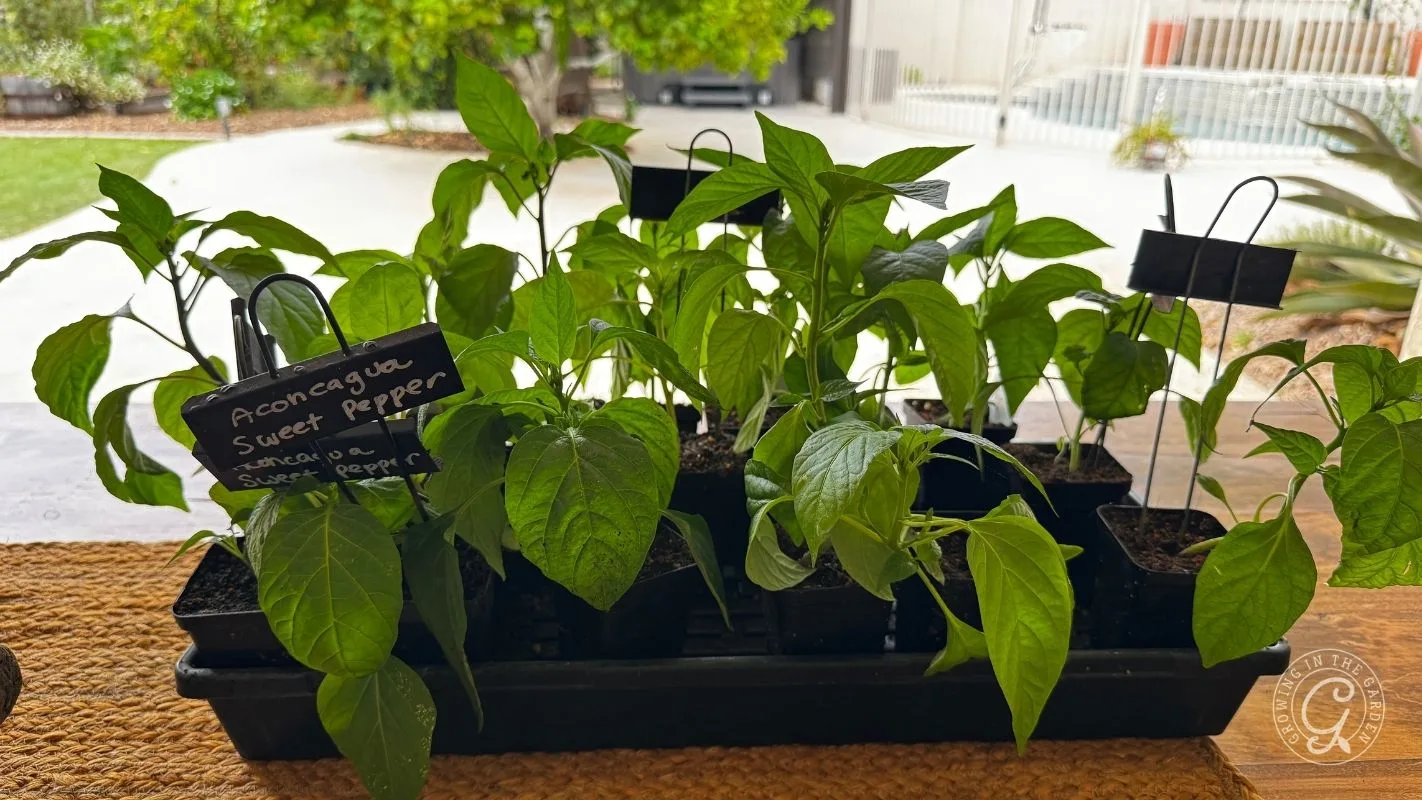 Tray of young sweet pepper seedlings with green leaves on a table in a garden setting.