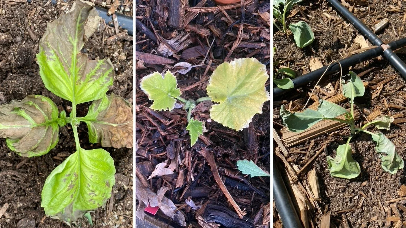 Three garden plants with wilted, yellowing leaves showing signs of distress or disease under sunlight.