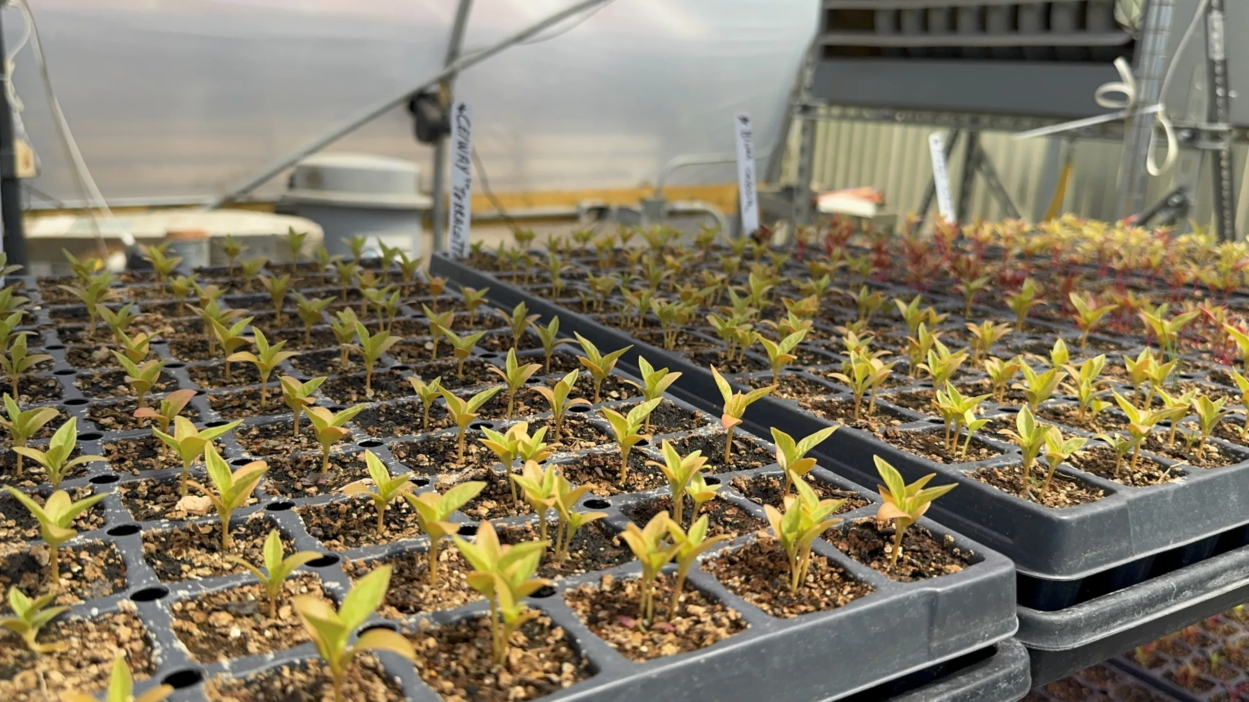 Seedlings grow in rows of small pots on trays inside a greenhouse with sunlight filtering through.