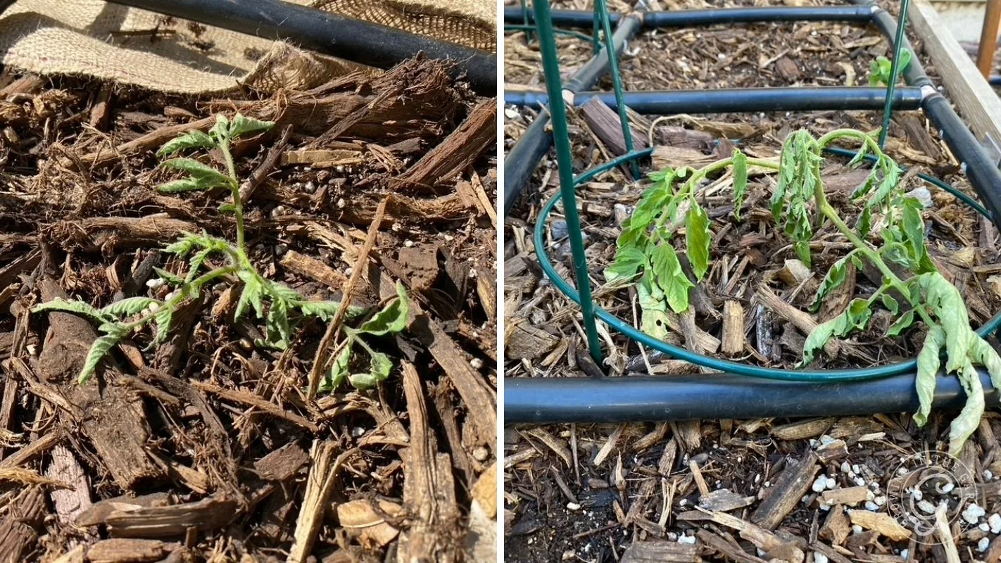 Two wilted tomato seedlings growing in mulch, one under a trellis and the other next to irrigation tubing.