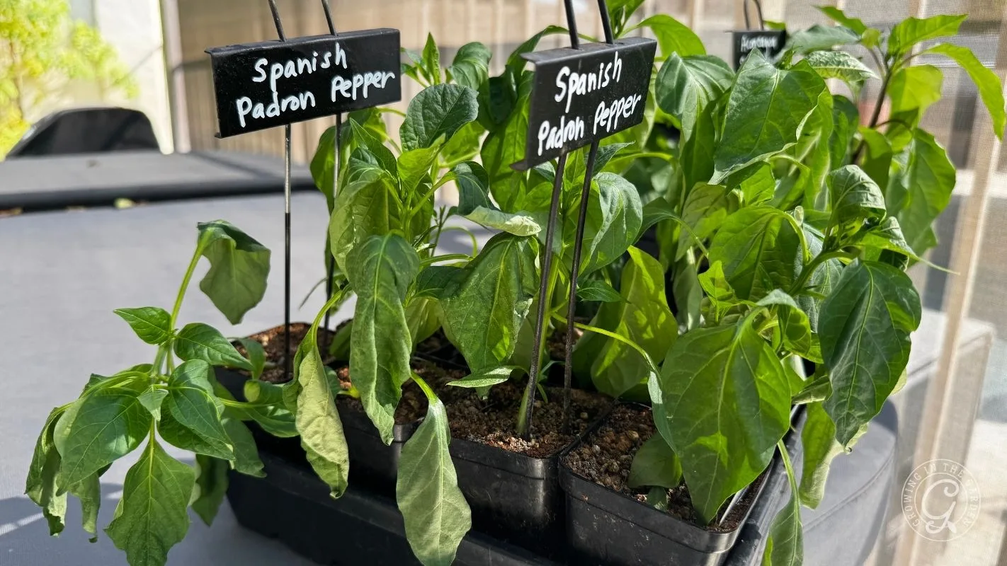 Potted Spanish Padron pepper seedlings with labeled signs, sitting on a table outdoors in sunlight.