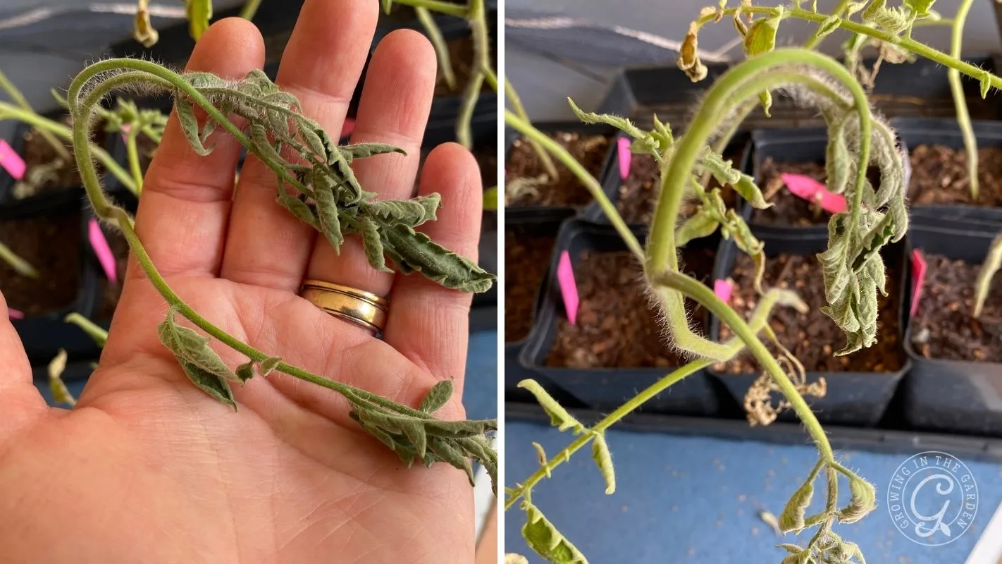 A hand holds a wilted, curled tomato plant; more wilted plants are shown in small pots nearby.