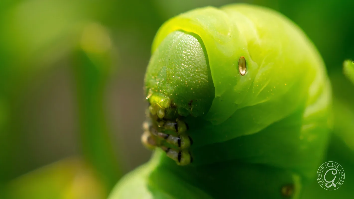 Close-up of a bright green caterpillar with textured skin and small brown spots on its head.