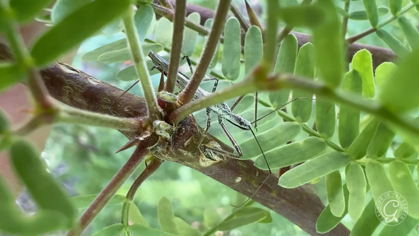 A slender assassin bug with long antennae resting on a thorny plant branch showing that a dense garden is a perfect habitat for insects.