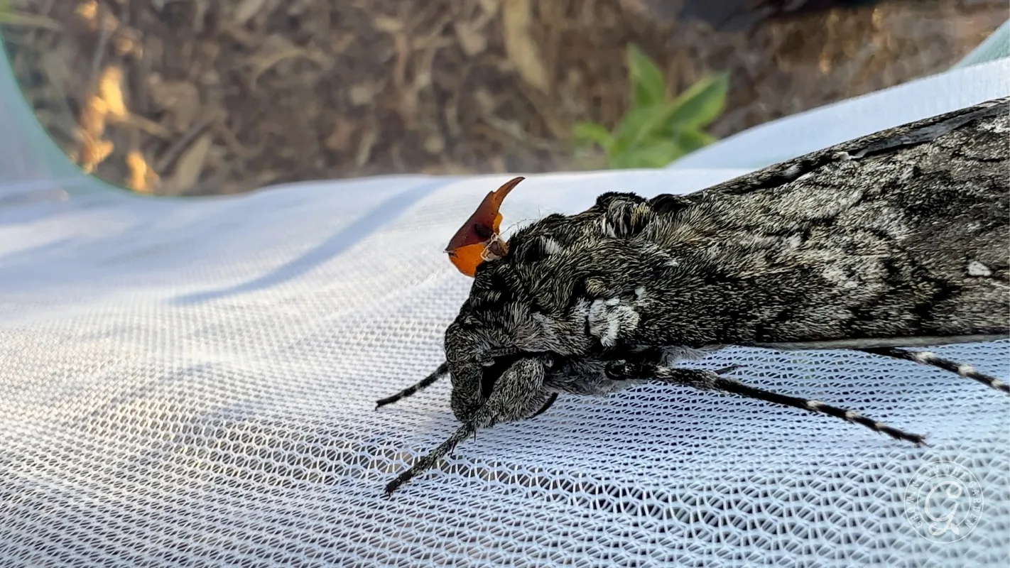 Close-up of a large, gray moth with textured wings resting on white mesh fabric outdoors.