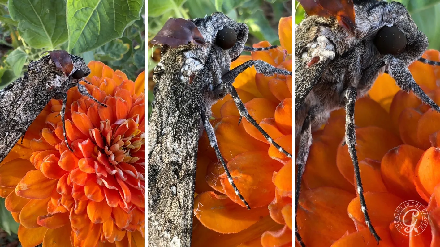 Close-up of a large gray moth with textured wings resting on an orange zinnia flower.