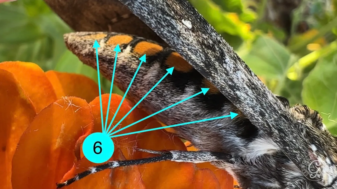 Close-up of a moth on an orange surface with blue arrows pointing to its body, labeled with a blue 6 circle.