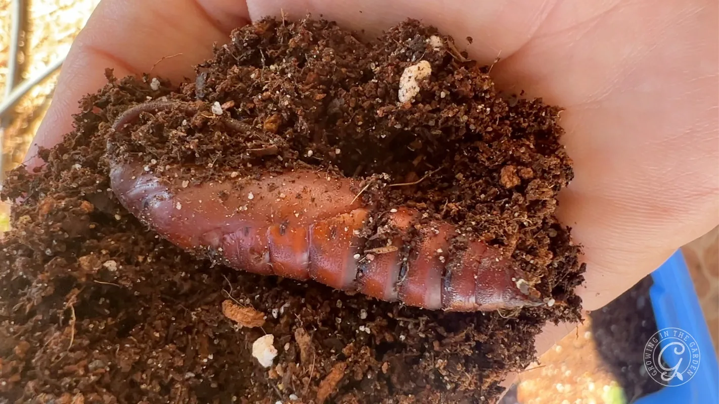 A hand holds soil and a large earthworm, showing its segmented body and moist texture.