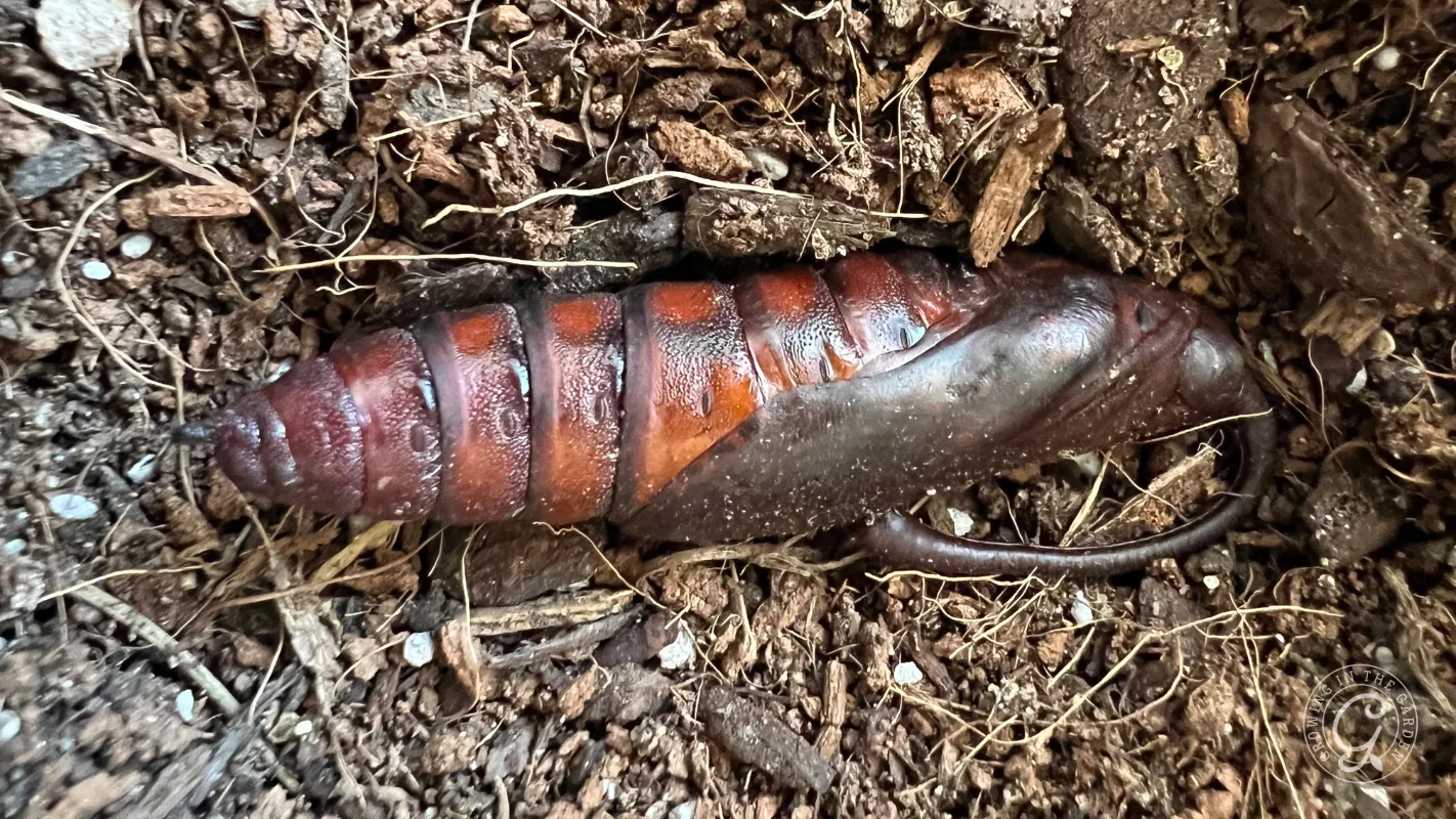 A large brown insect pupa lies on soil surrounded by small pieces of wood and dirt.