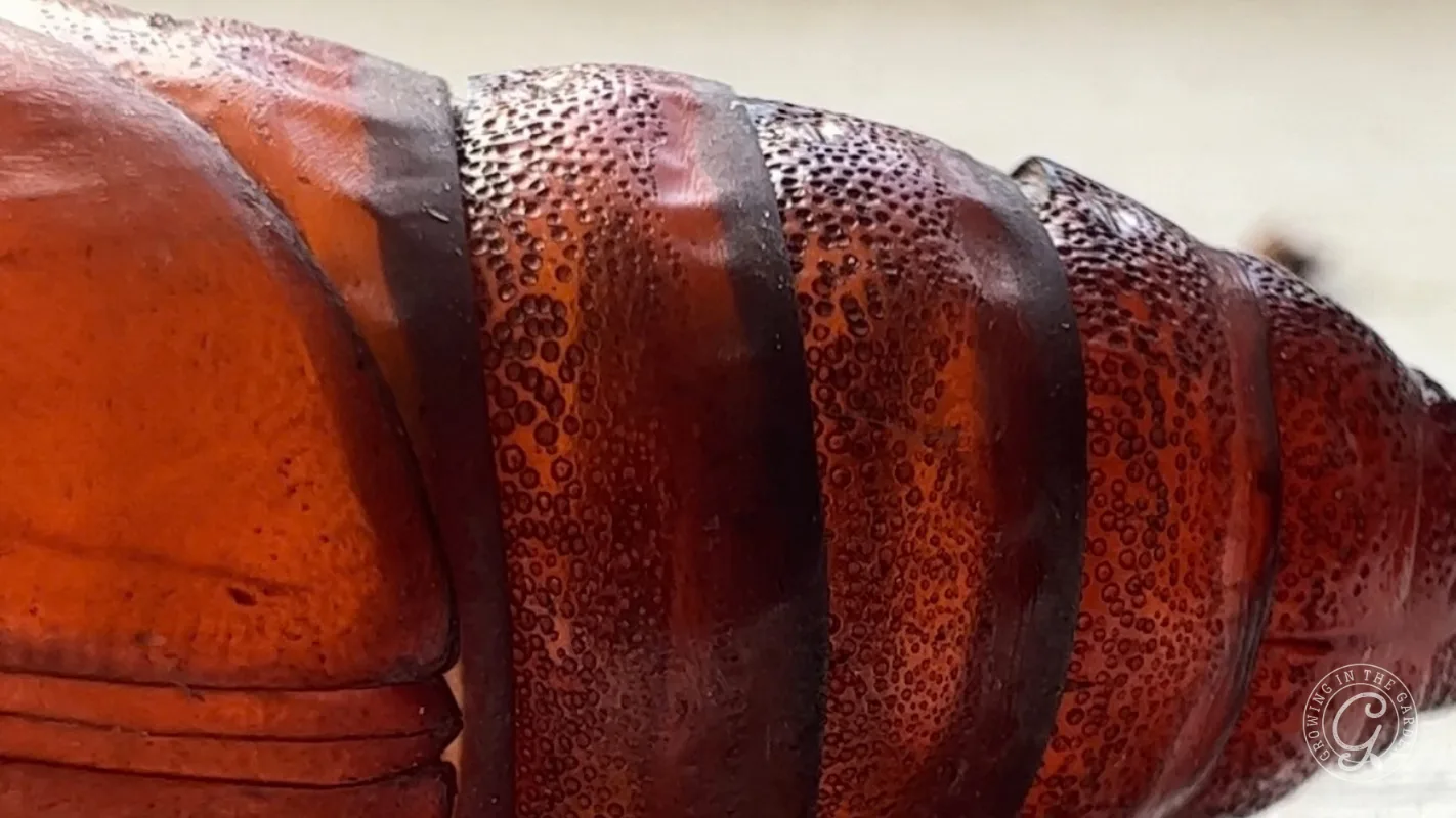 Close-up of a reddish-brown insects segmented body with textured, dotted patterns on its exoskeleton.