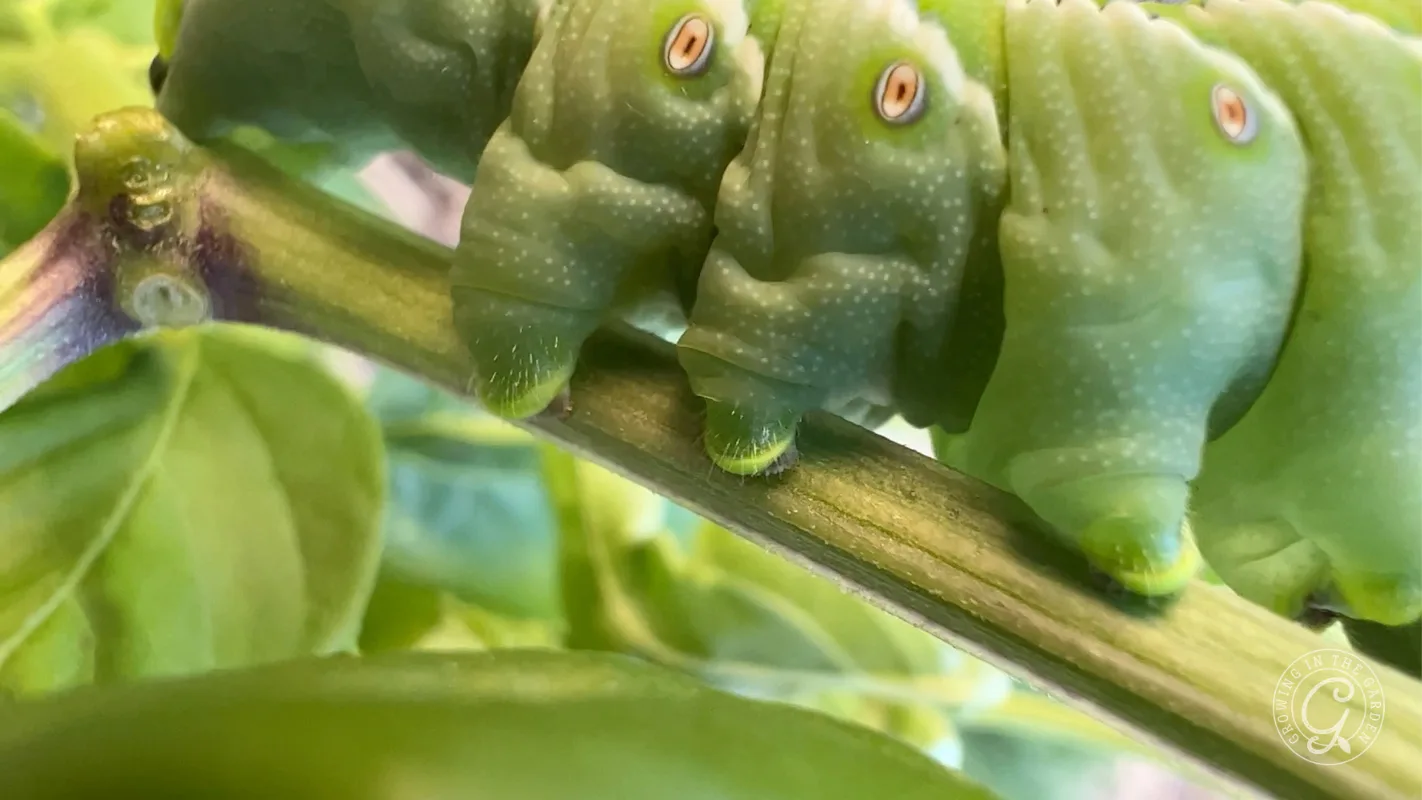 Close-up of a green caterpillar with eye-like spots crawling on a plant stem.
