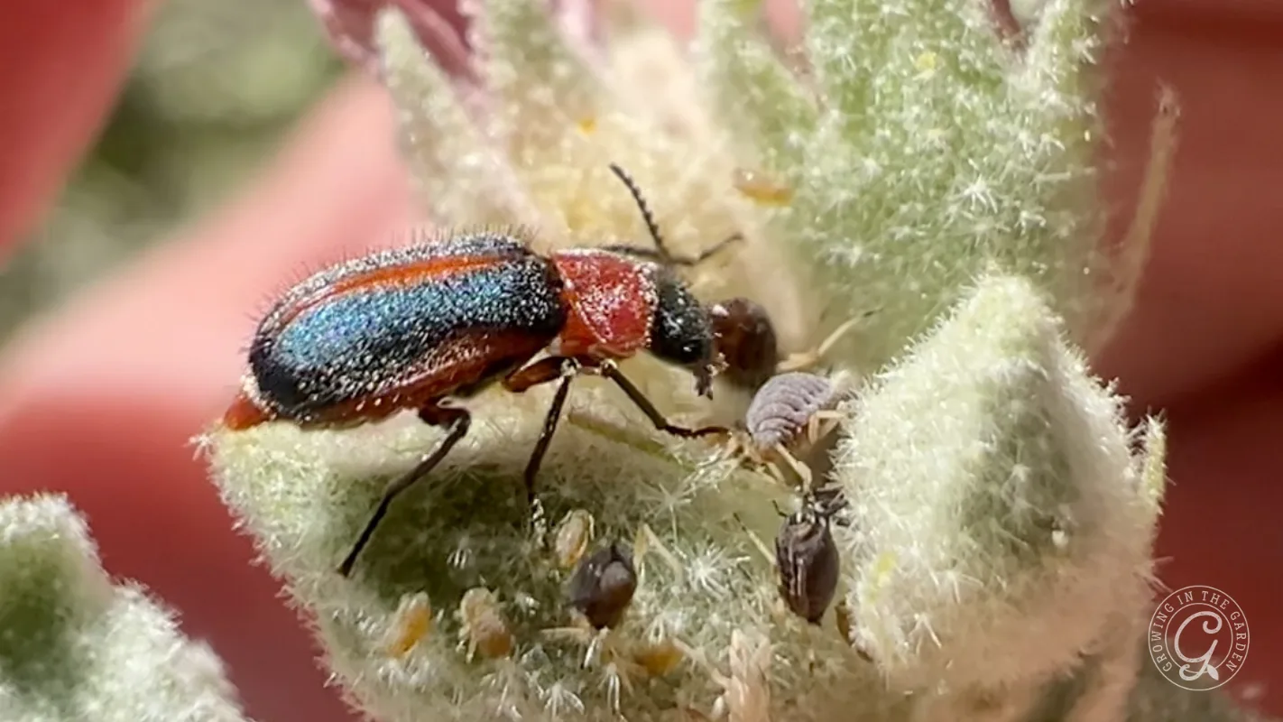 A checkered beetle eating aphids on a fuzzy plant bud.