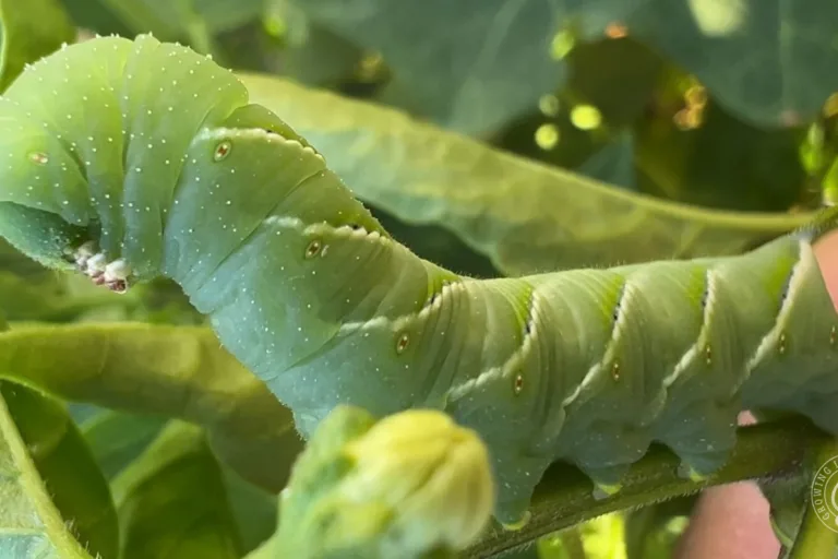 Tomato Hornworms: Life Cycle, Identification & Control featured image