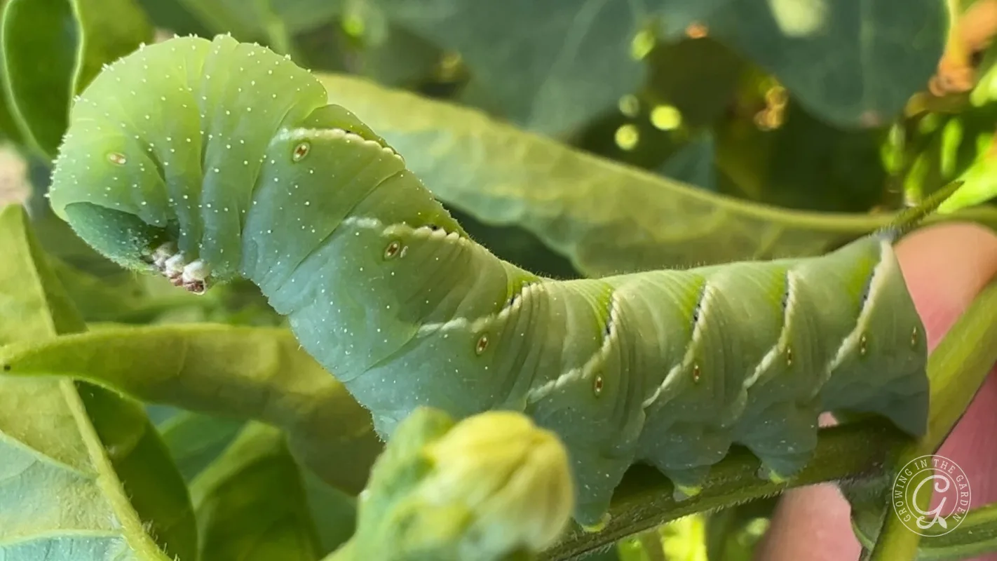 Close-up of a green hornworm caterpillar on a leafy branch, showing its textured body and segments.