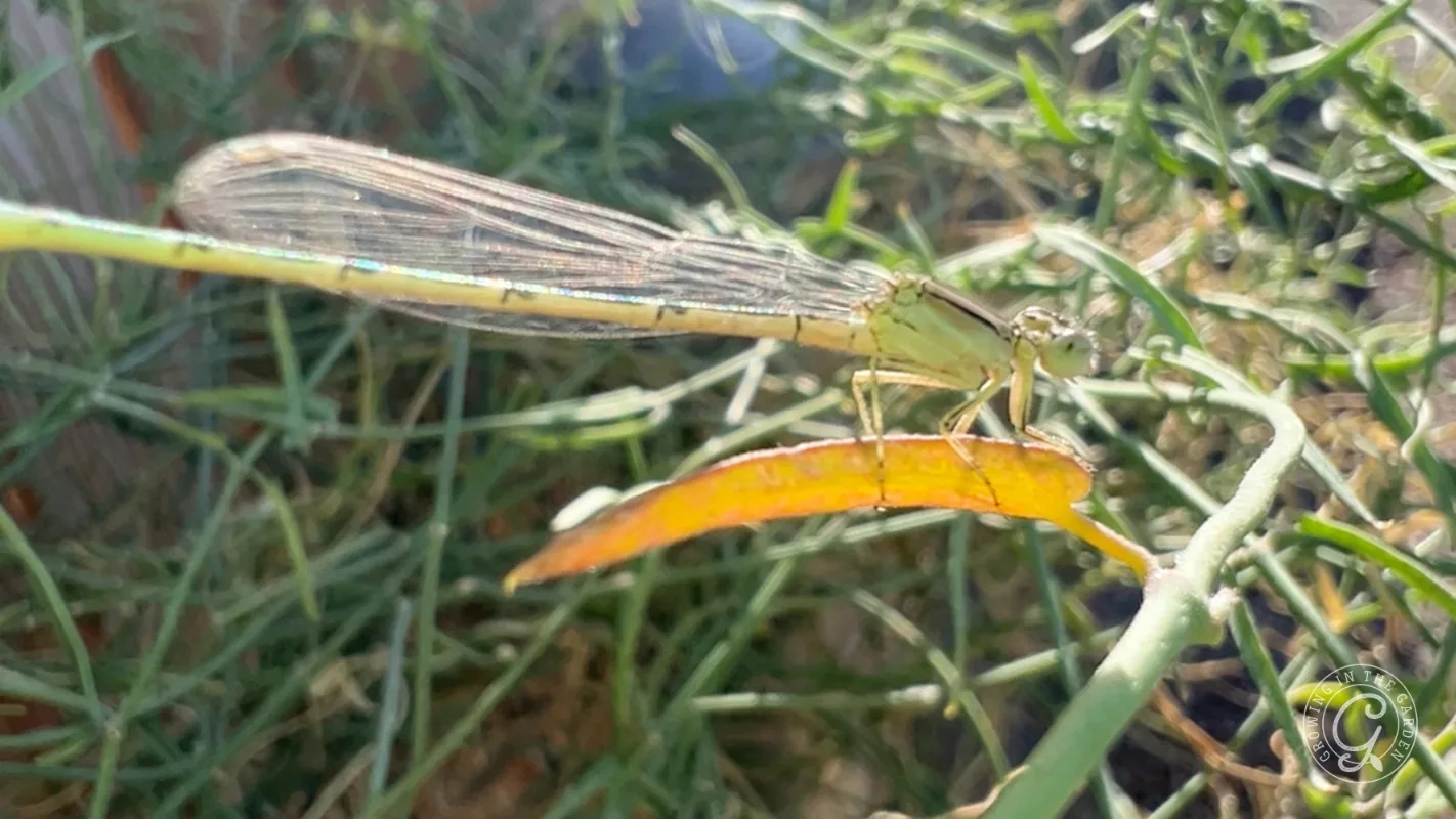 A slender green damselfly perched on a plant stem.