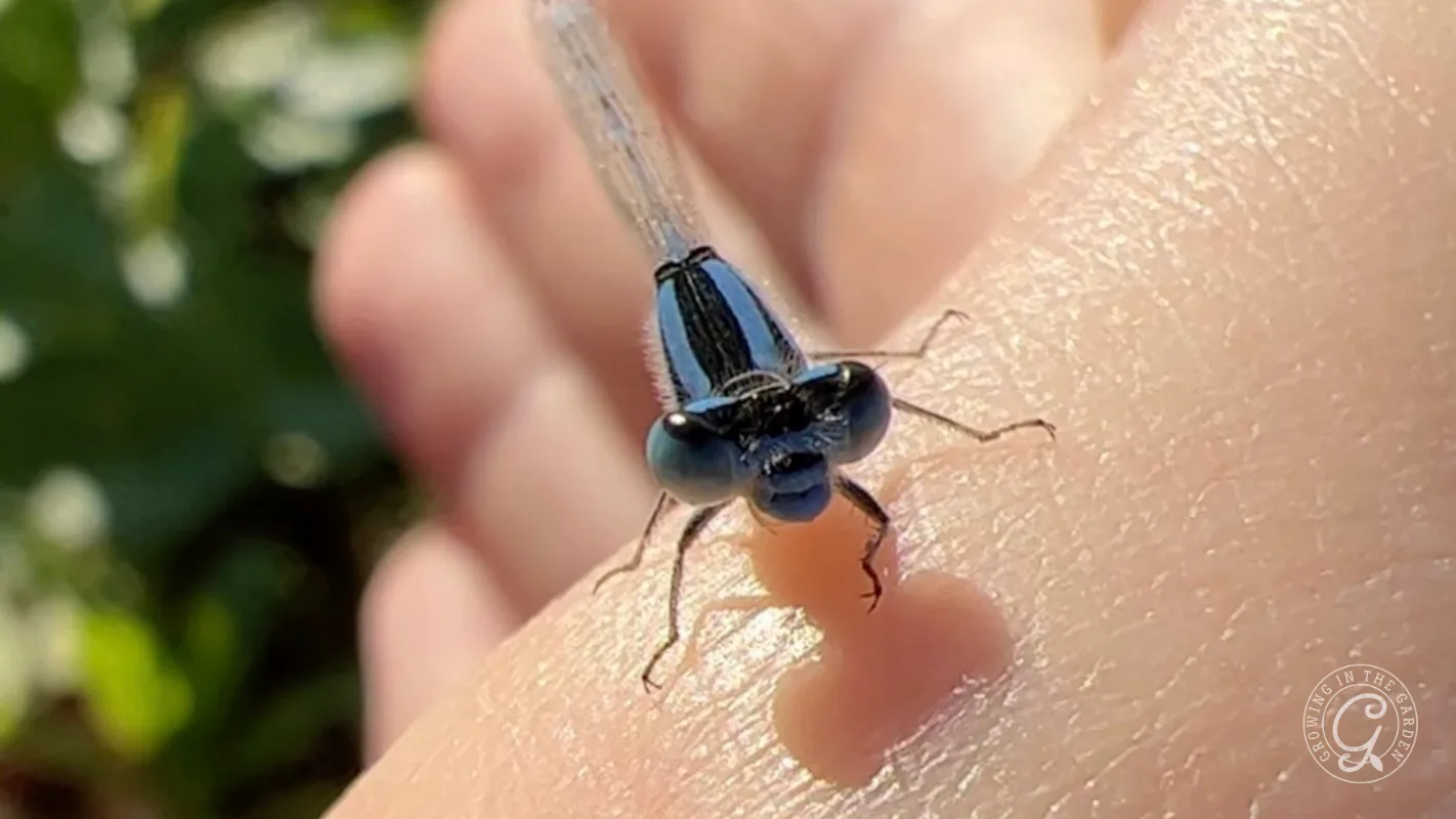 A blue and black damselfly perched on a persons skin.
