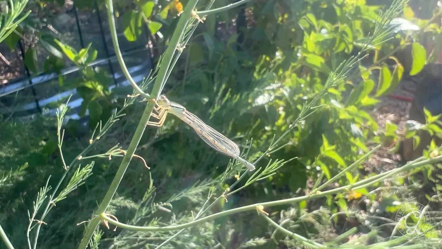 A pale damselfly perched on a thin green plant stem.
