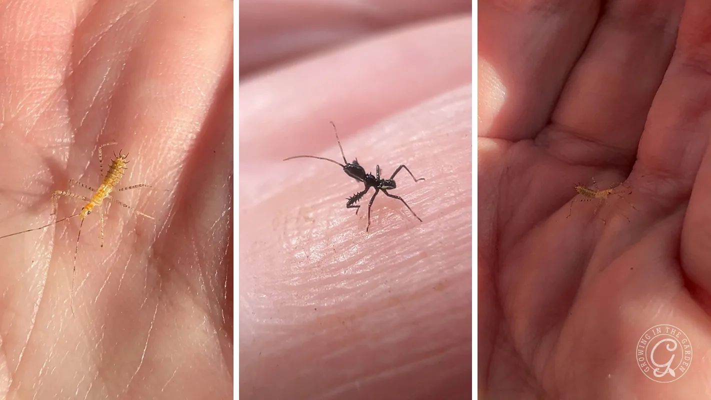Three small, assassin bug nymphs walking on a persons palm.