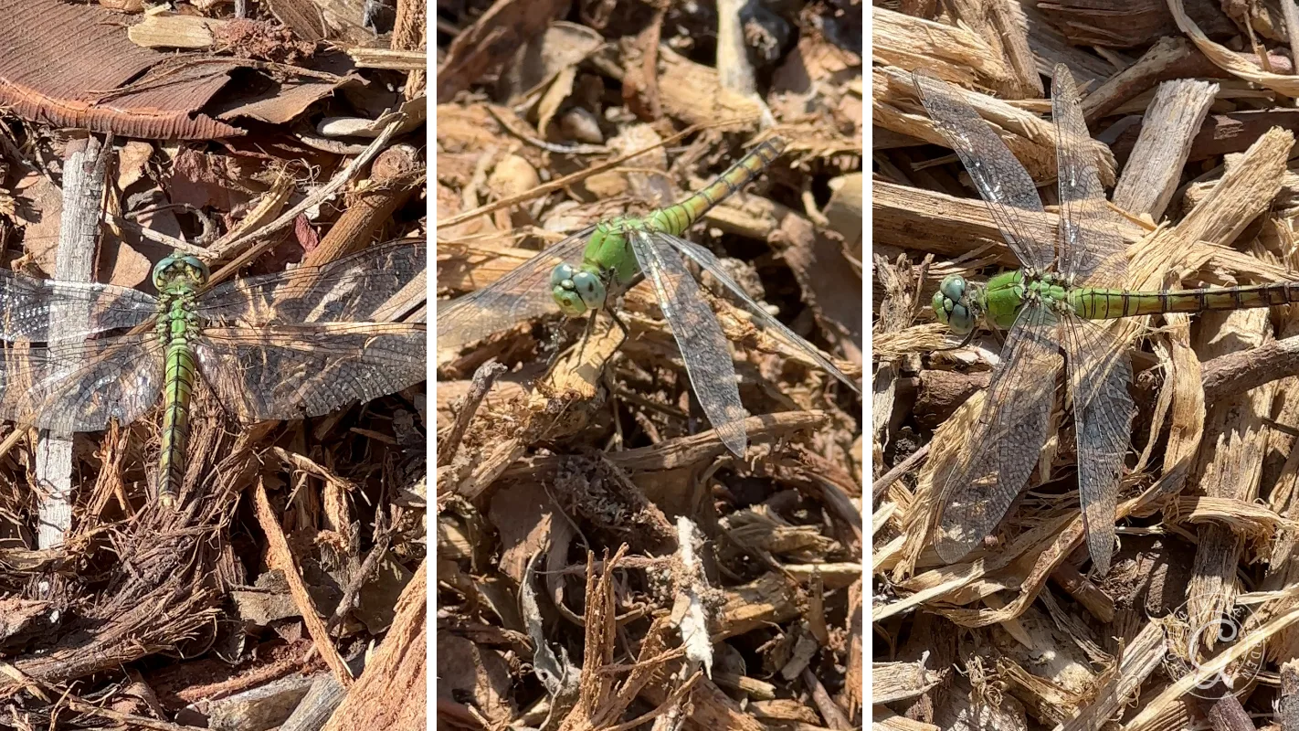 Three photos of a green dragonfly resting on wood chips.