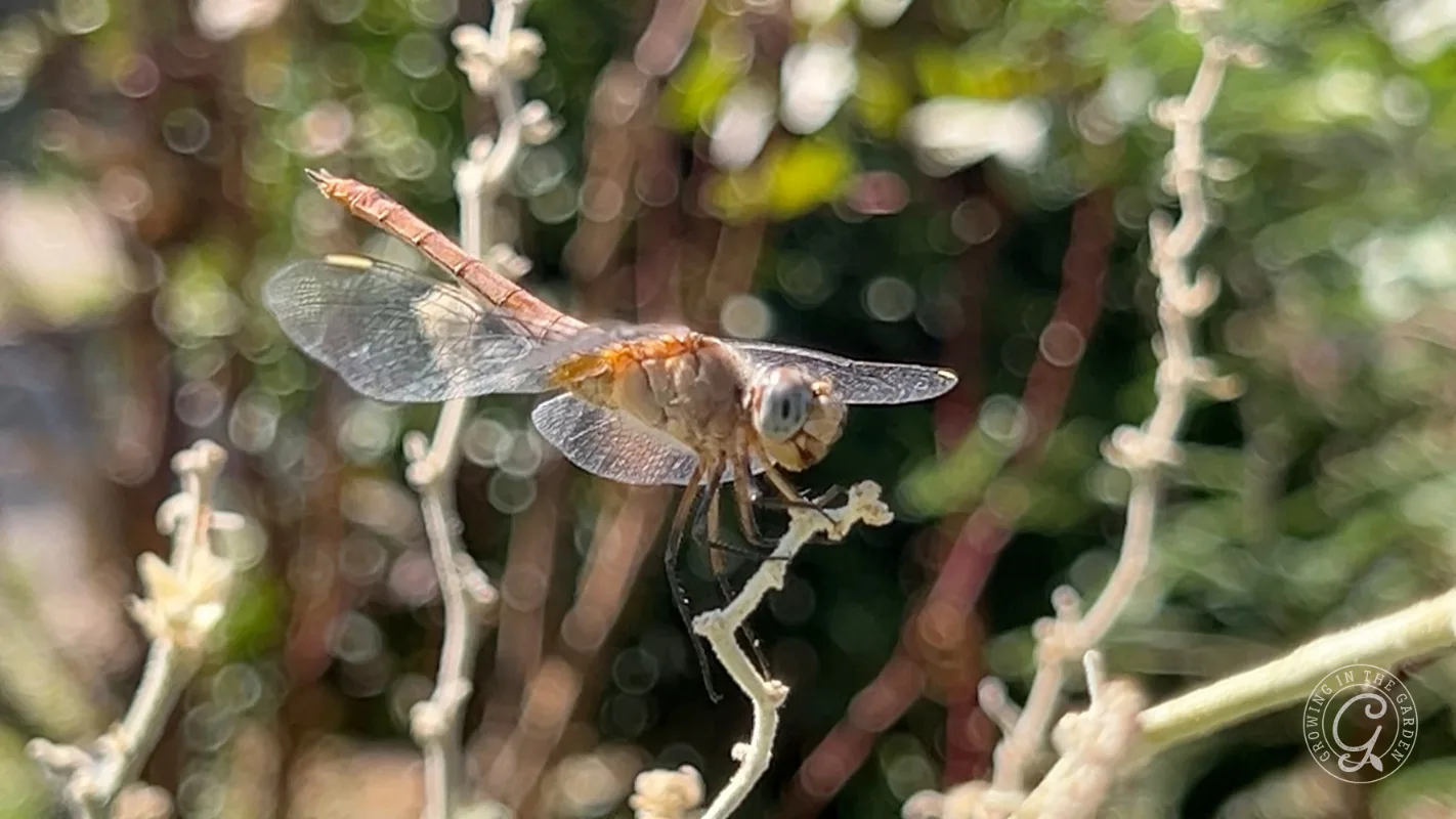 A dragonfly perched on a thin plant stem.
