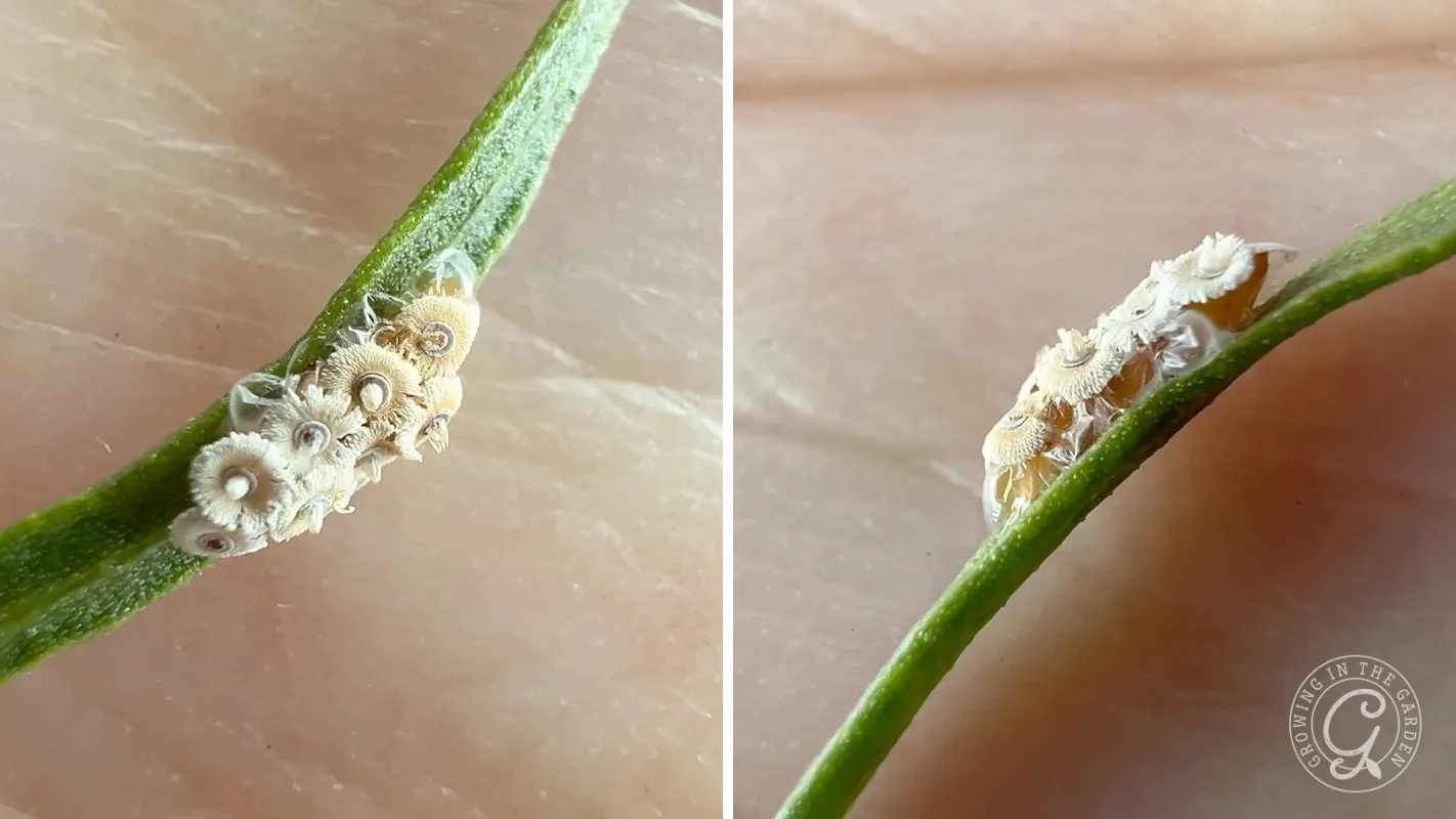 Cluster of pale, disc-shaped spined assassin bug eggs on a narrow green leaf.