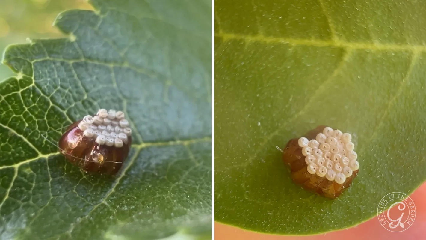 Small cluster of pale leafhopper assassin bug eggs laid on top of a larger, dark egg on a green leaf.