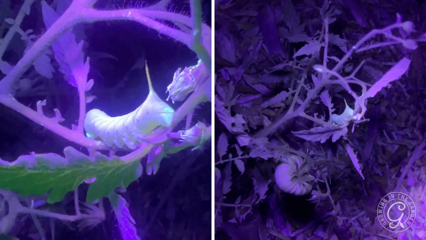 Two hornworms on tomato plants under purple grow lights, one close up and one hidden among stems and leaves.