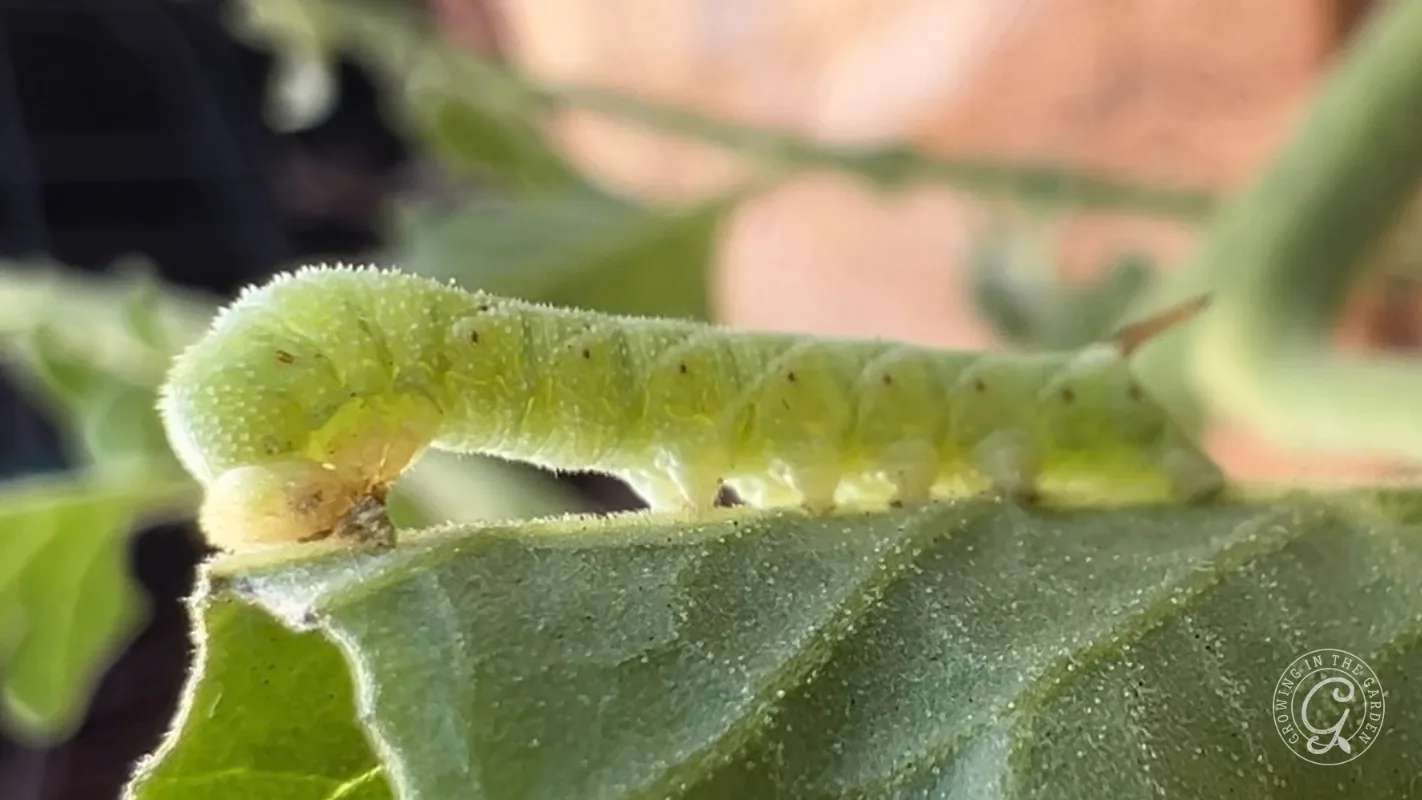 Green caterpillar crawling on a leaf, seen from the side with blurred foliage in the background.