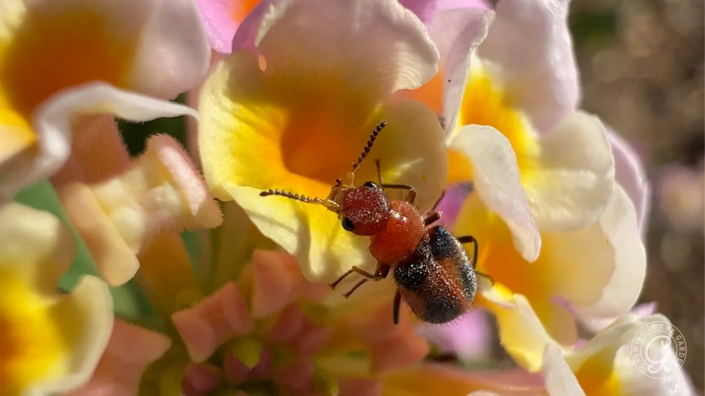 A small red and black beetle perched on a yellow and white lantana flower.