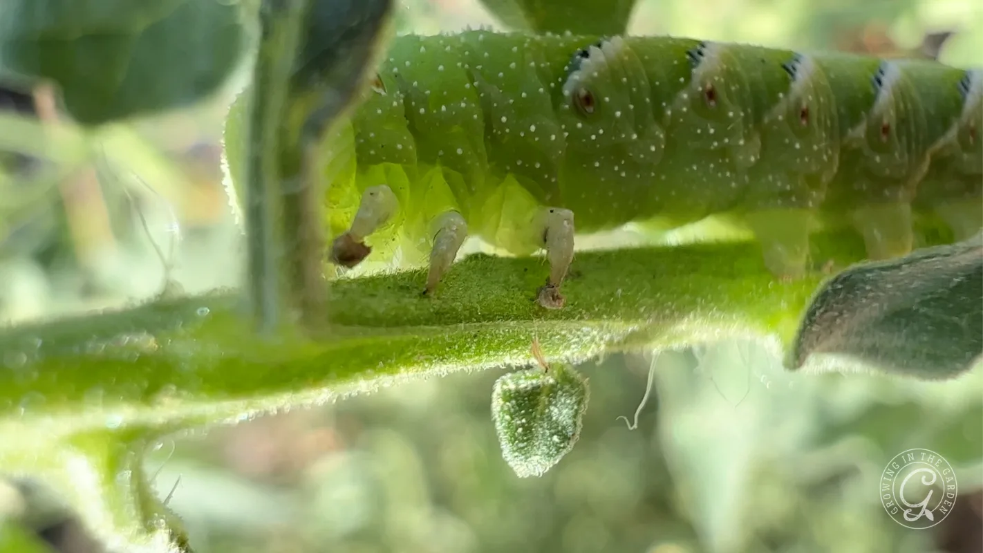 Close-up of a green caterpillar on a plant stem with tiny white dots on its body.