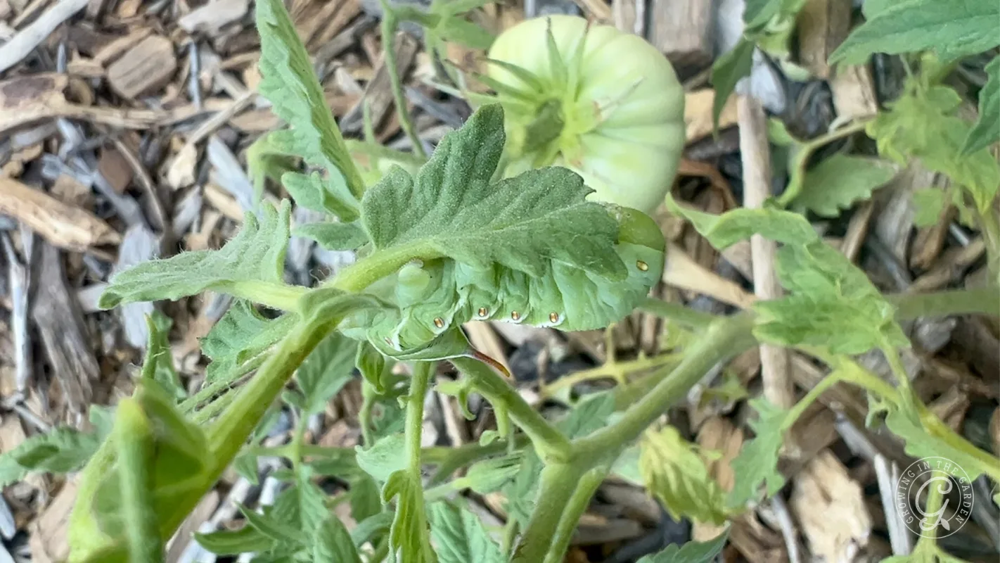 Close-up of a green tomato plant leaf with small insect eggs underneath; unripe tomato in background.