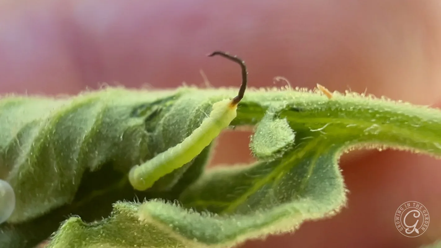 Green caterpillar with a dark tail on a fuzzy green leaf, with a blurred pink background.