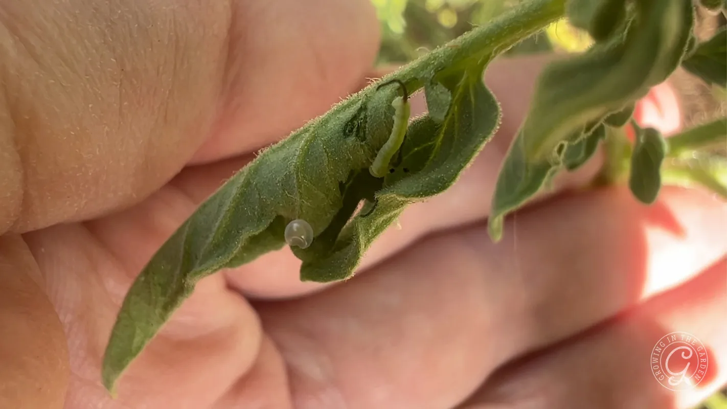 A small, green caterpillar rests on the underside of a green leaf held by a persons fingers.