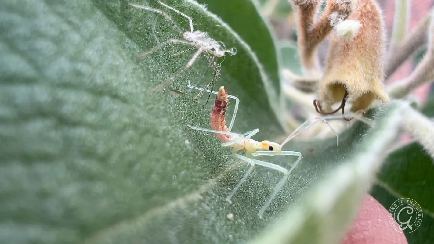 A pale, slender leafhopper assassin bug shedding its exoskeleton on a green leaf after a molt.