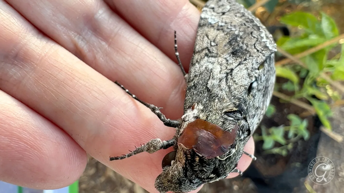 Large gray moth with camouflaged wings rests on a persons fingers, blending into the background.