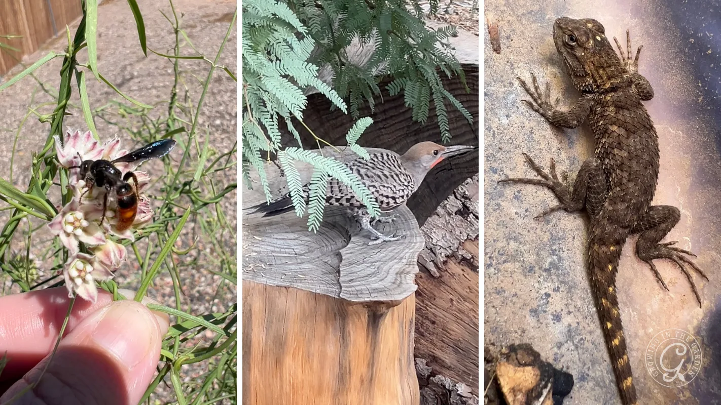 A wasp on a flower, a northern flicker on a tree stump, and a lizard on a textured surface.