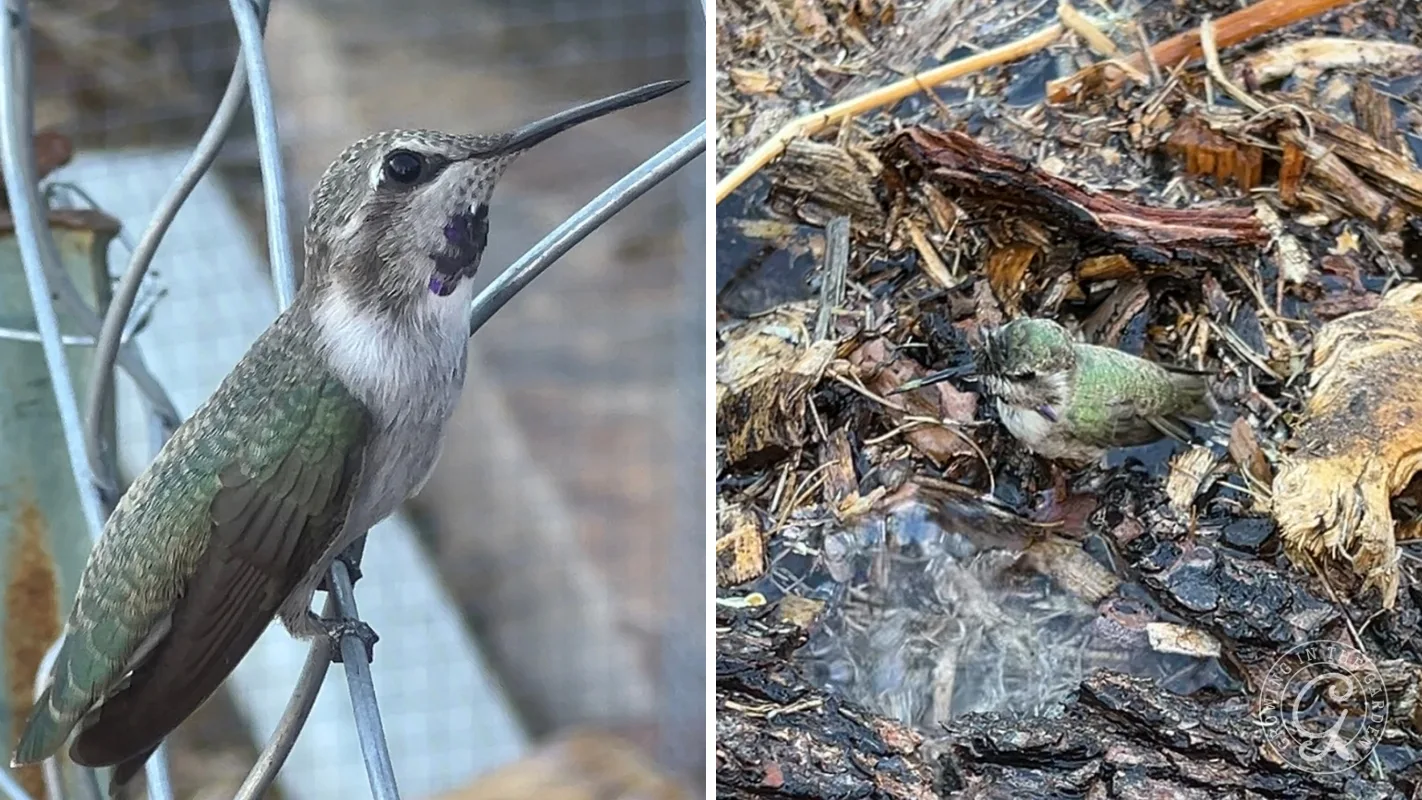 Two images: a hummingbird perched on wire, and the same hummingbird on the ground among wet leaves and twigs.
