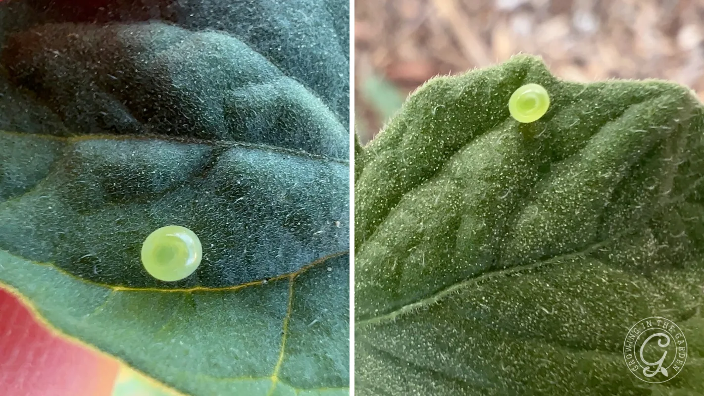Two green leaves each with a single round, translucent hornworm egg resting on their textured surfaces.