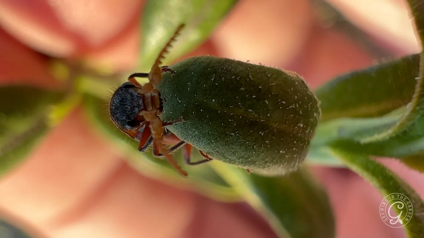 A small male collops beetle with prominent antennae crawling on a green leaf.