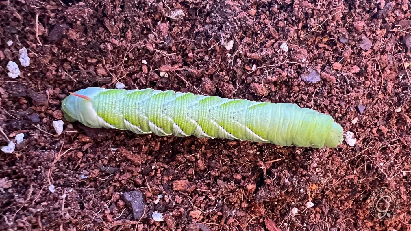 A large green caterpillar lies on brown soil, showing detailed segments and rough texture.