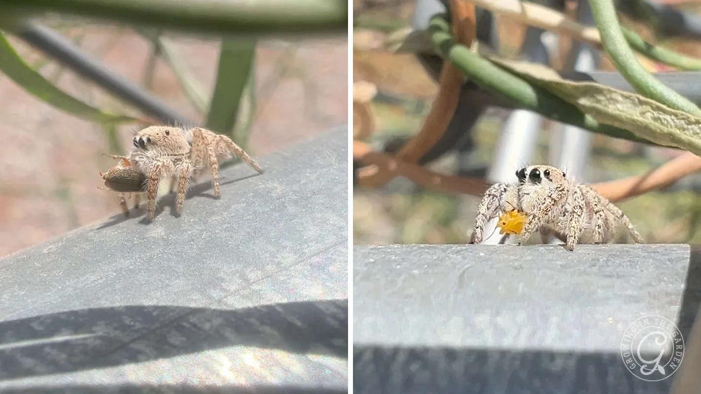 A tan jumping spider eating a small insect on a garden edge.