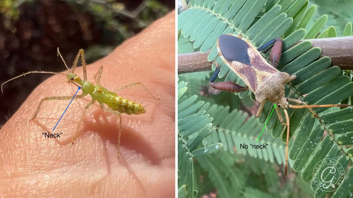 Comparison of an assassin bug nymph with a visible neck and an adult leaf-footed bug without one.