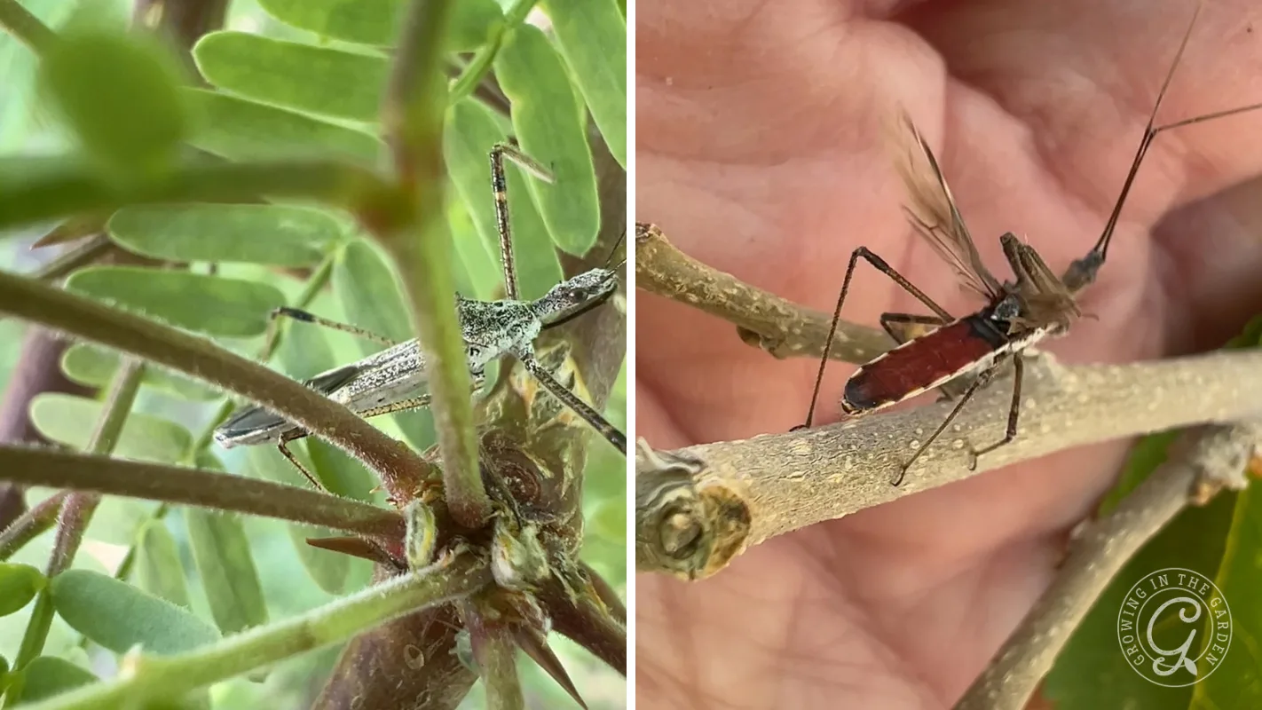 Two side-by-side images of an assassin bug on a plant branch.
