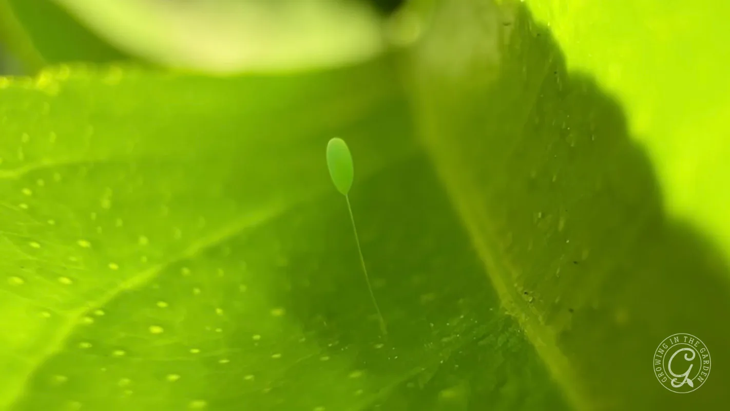 A green lacewing egg on a thin stalk attached to a leaf.