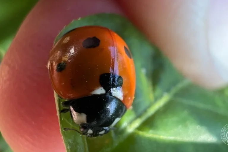Arizona’s Beneficial Insects Through the Seasons featured image