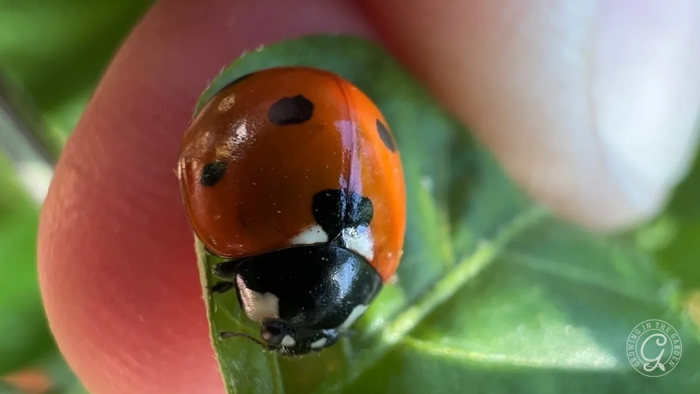 A ladybug on a green leaf held between two fingers.