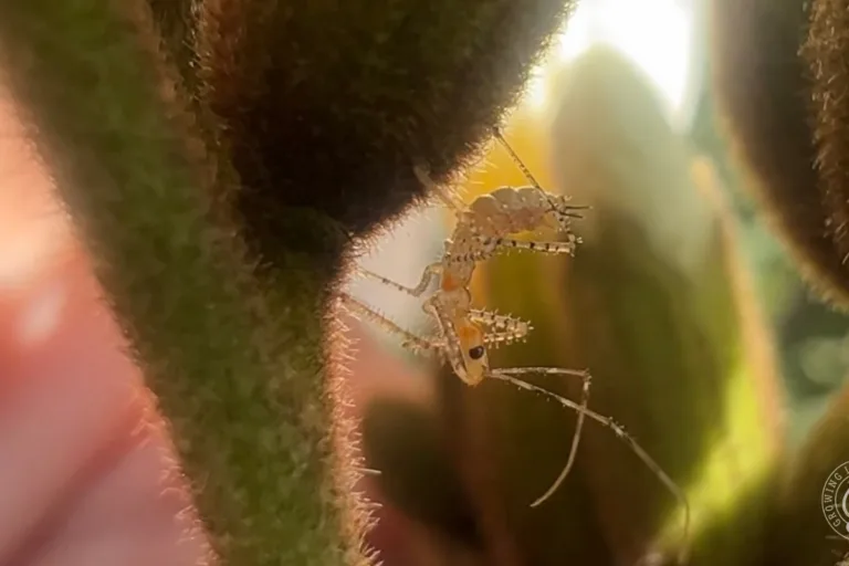 Assassin Bugs in the Garden: Identification and Benefits featured image