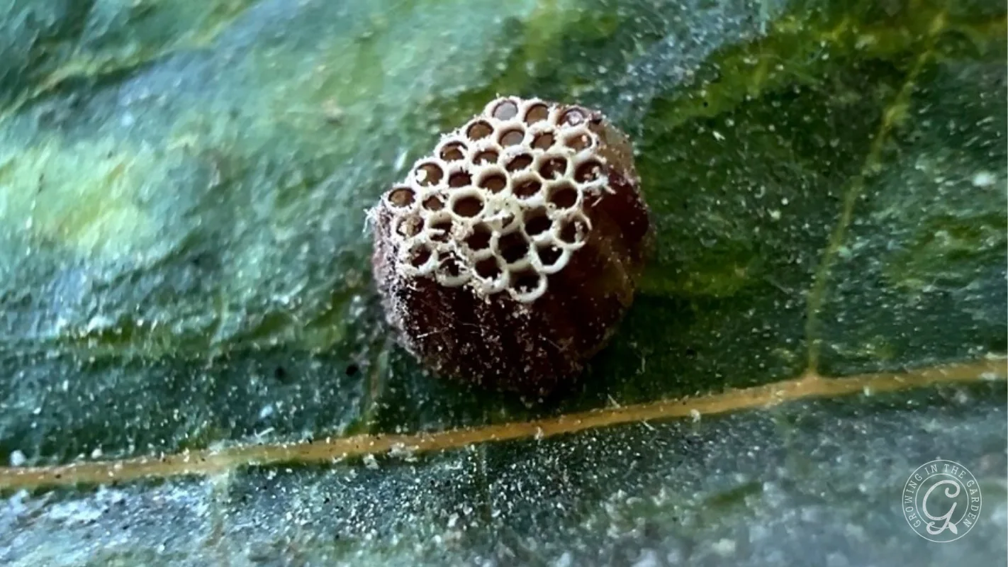A cluster of leafhopper assassin bug eggs with a hexagonal pattern on a green leaf.