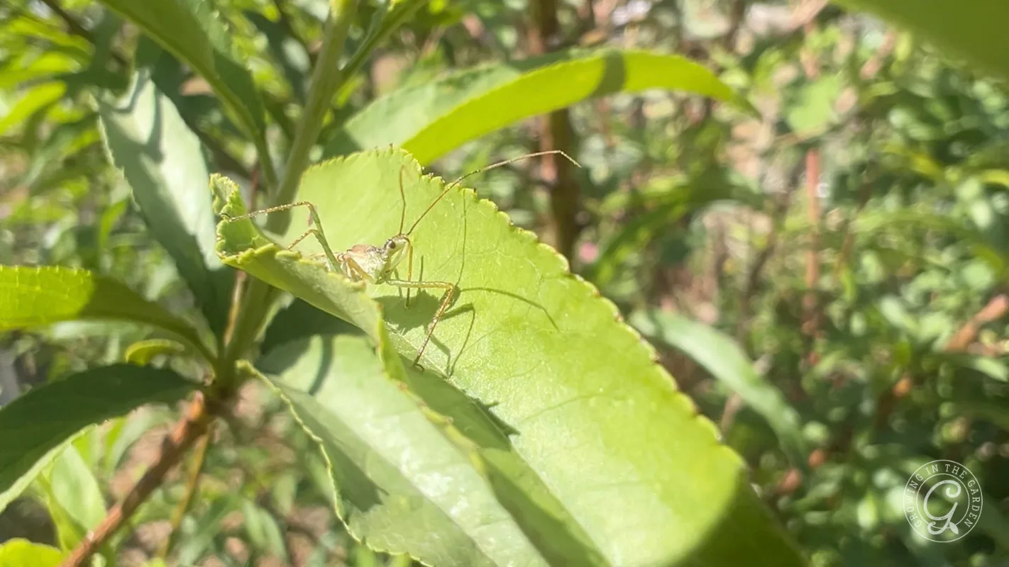 A pale green leafhopper assassin bug adult perched on a leaf.